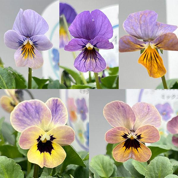 ★入荷から日数が経ったためセール価格となりました。商品の状態は画像と異なる場合があります。★EMSビオラは、エムズファームさん育種の小輪系のやさしい色合いで自然に溶け込むような雰囲気のビオラたちです。株の生産は高見園芸さんです。※詳しい商品...