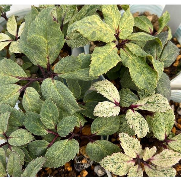 葉に散り斑が入るニゲルです。春から初夏にかけて新葉の斑が特に美しいです。親株はダブル（八重咲き）で、その実生苗です。開花してみるまで一重なのか八重なのかはわからないです。※詳しい商品説明は下のほうに記載があります