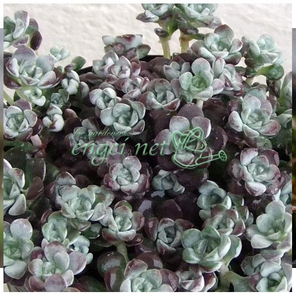 ★入荷から日数が経ったためセール価格となりました。商品の状態は画像と異なる場合があります。★青白色の粉で覆われた小さな葉が美しいセダムです。他のミセバヤとは属が違います。群生し長いランナーを出して横に広がります。初夏に鮮やかな黄色の小さな花...