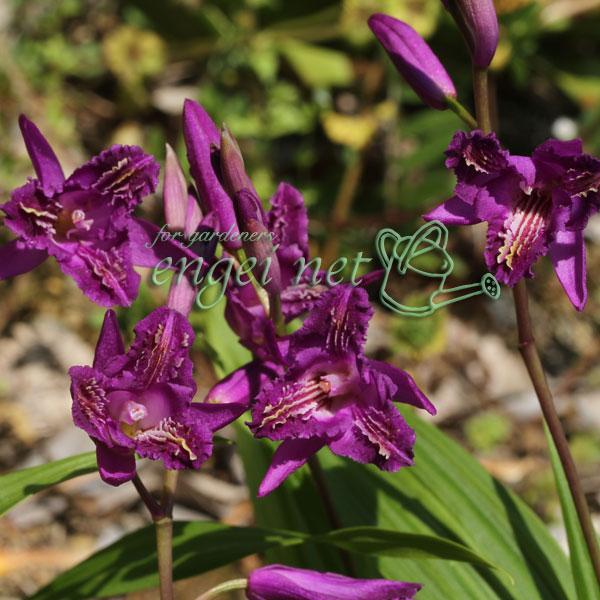 濃い青紫色の花を咲かせるシラン「恋紫」です。シラン（紫蘭）は、日本原産のランの仲間です。寒さ暑さに比較的強くて育てやすく、上品で美しい多年草で、鉢植えや和風花壇の縁取りなどに人気です。半日陰でも元気に生育しますので、シェードガーデンの下草と...