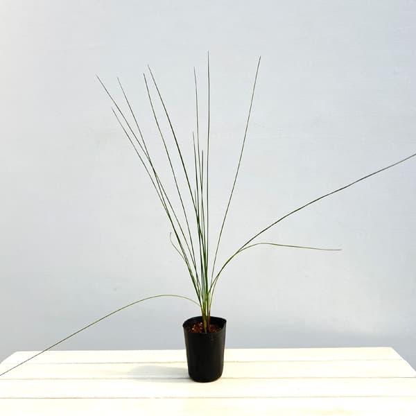 観葉植物 グラスツリー ブルーノニス（クサントロエア）3号ポット