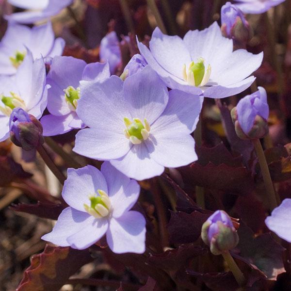日露戦争のときの軍艦「竜田」の乗組員が黄河流域で採集し持ち帰ったといわれる品種。朝鮮半島〜中国東北部原産の多年草で、山野草愛好家にたいへん人気があります。草丈10〜30cmで、根性の葉を広げ、早春に淡紫色の花を咲かせます。別名イトマキグサ（...