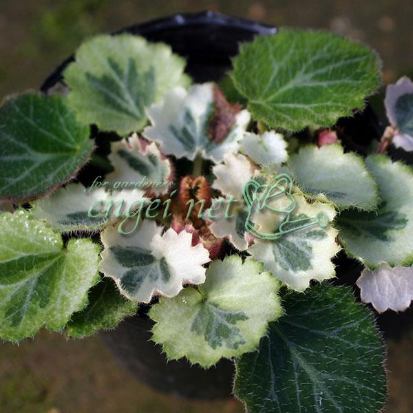 野趣のある姿が日本庭園や鉢植えに好まれるユキノシタ。日陰に強く、和風庭園の代表的な下草です。初夏に白い花を咲かせ、可憐で風情があります。七変化は葉の縁に白い斑が入り、美しい葉色が楽しめます。※時期により、斑のない葉がでることがあります。また...