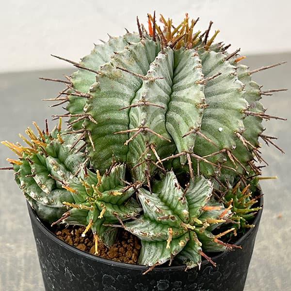 観葉植物 ユーフォルビア ホリダ 3号鉢植え26-04 : 園芸ネット - 通販