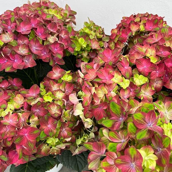 （わけあり特価）アジサイ ロッソグローリー（ピンク）5号鉢植え