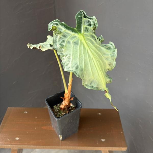 観葉植物 （わけあり特価）アロカシア ヴェノム 4号鉢植え26-06