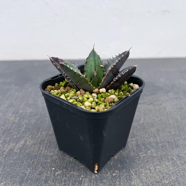 観葉植物 アガベ チタノタ 緋紅牡丹 3号鉢植え* : 園芸ネット - 通販