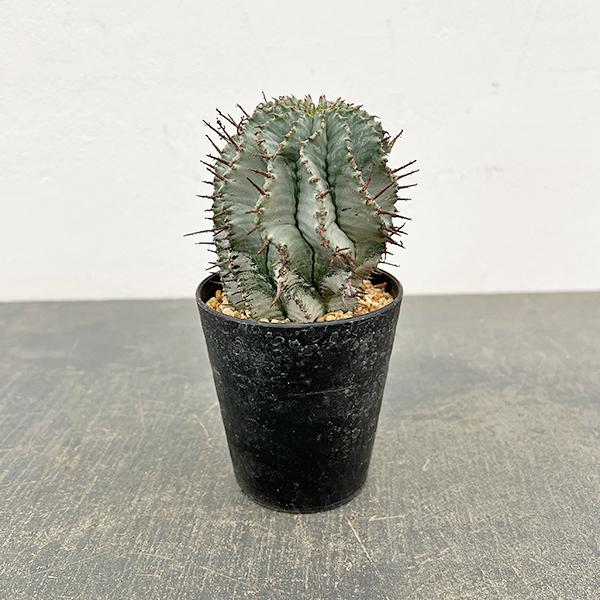 観葉植物 ユーフォルビア アルバホリダ（実生・雌株） 3号鉢植え