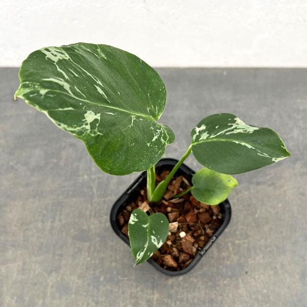 観葉植物 モンステラ デリシオーサ バルバソー 3.5号ポット26-01