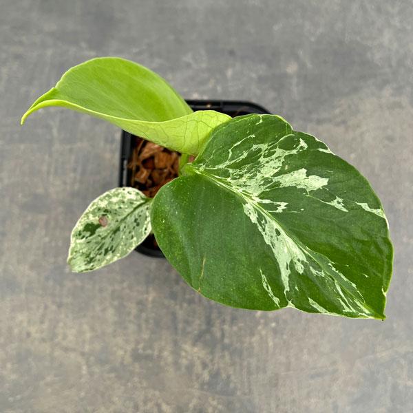 観葉植物 モンステラ デリシオーサ バルバソー 3.5号ポット26-06