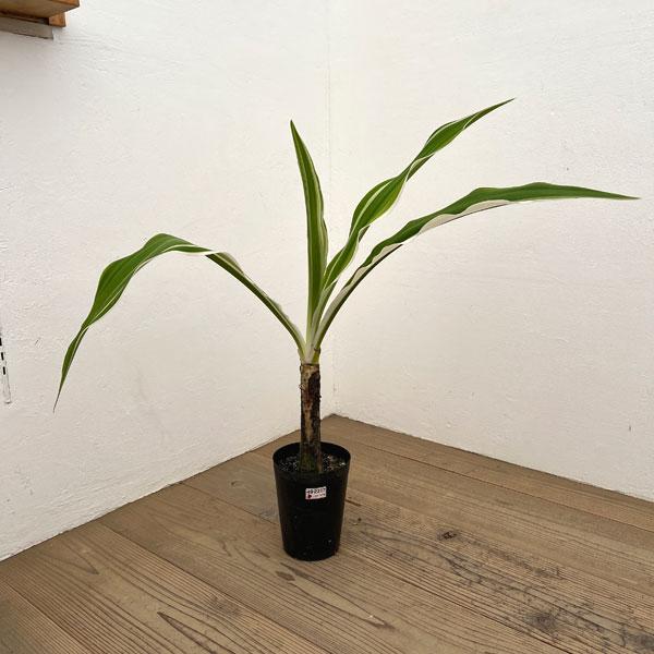 観葉植物 ハマユウ 斑入り 5号ポット