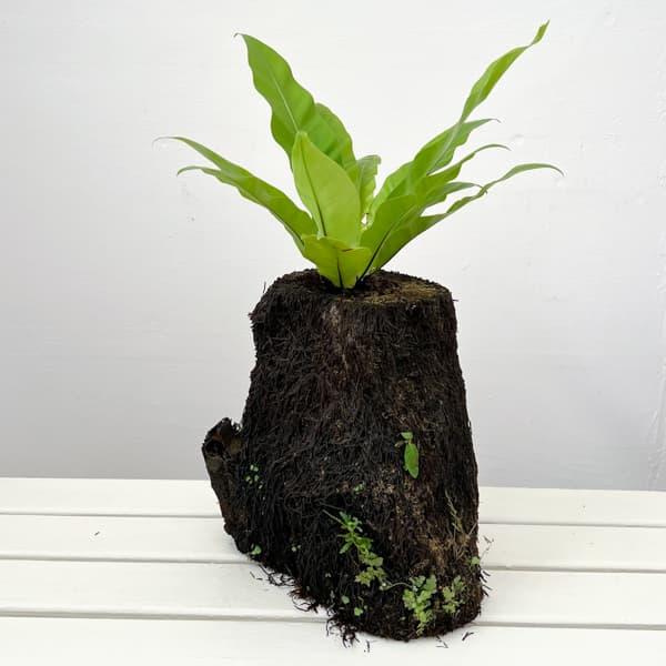 観葉植物 アスプレニウム オオタニワタリ ヘゴ鉢仕立て 26-02（8号程度のサイズ）