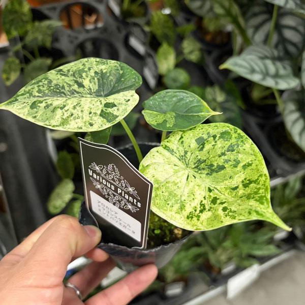 観葉植物 アロカシア ドラゴンスケールミント 3号ポット* : 園芸ネット