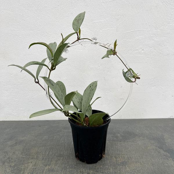 観葉植物 ホヤ プビカリクス シルバーゴースト ina工藝さんオリジナル