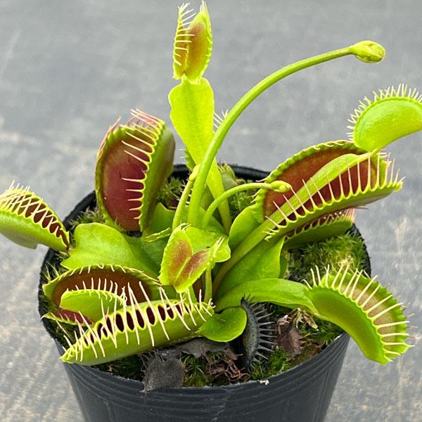 観葉植物 ハエトリソウ ジャイアントトラップ 2号ポット : 園芸ネット