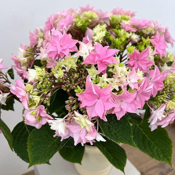 （わけあり特価）アジサイ 和（なごみ）ピンク 5号鉢植え*
