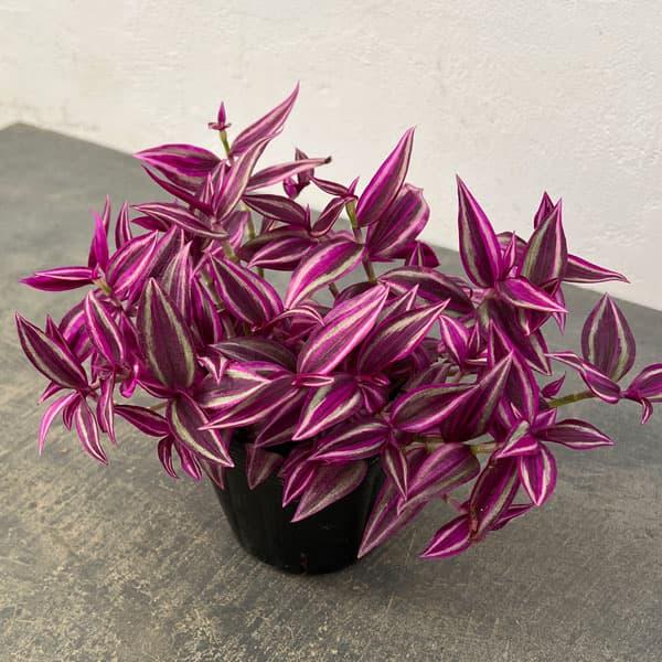 観葉植物 トラディスカンチア ピンクパラダイス3.5号ポット