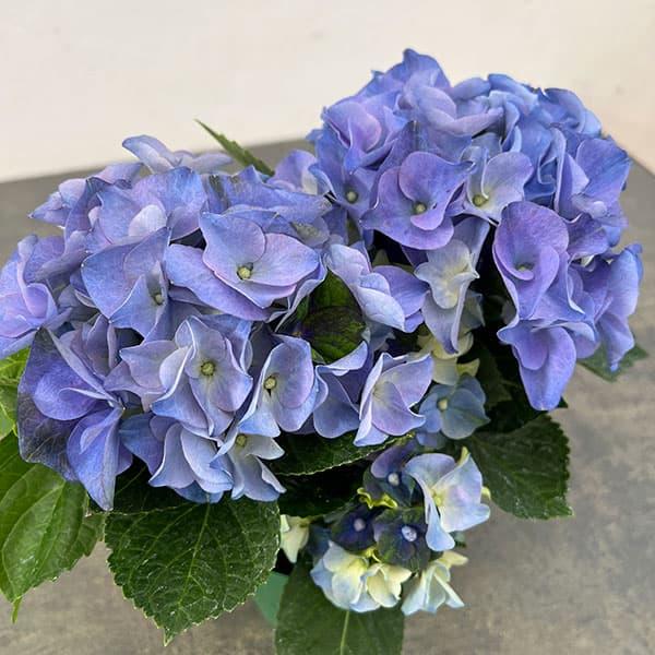 （わけあり特価）アジサイ ホットチボリ マーブルブルー 4号鉢植え