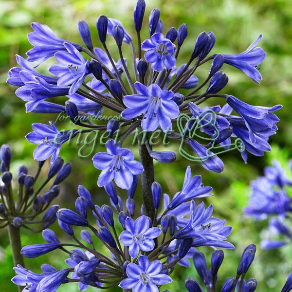 安いアガパンサスの通販商品を比較 ショッピング情報のオークファン