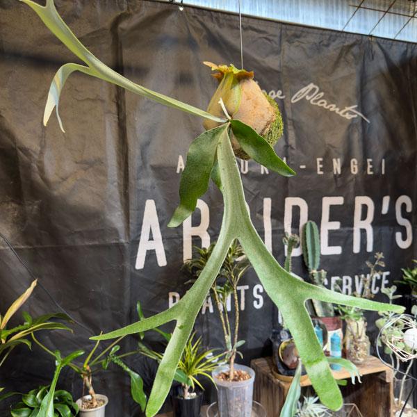 観葉植物 ビカクシダ（コウモリラン） ベイチー コケ玉仕立て : 園芸 