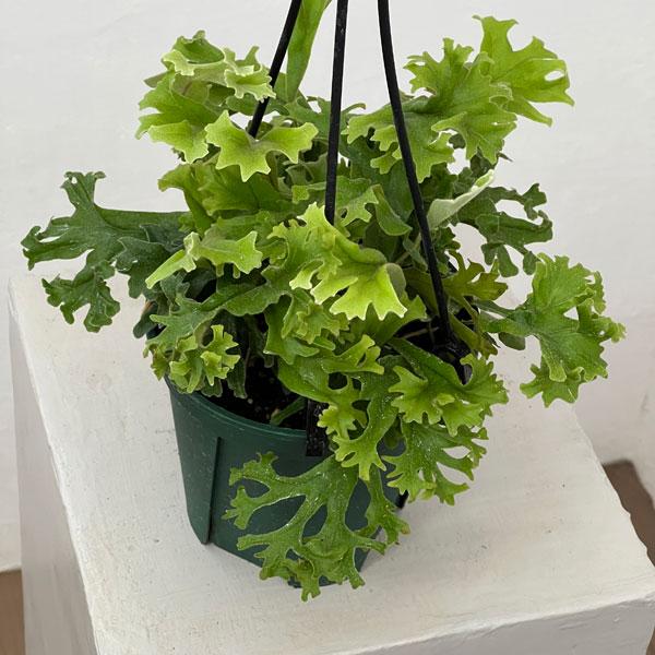 観葉植物 ピロシア ロンギフォリア クリスタータ 4.5号吊り鉢