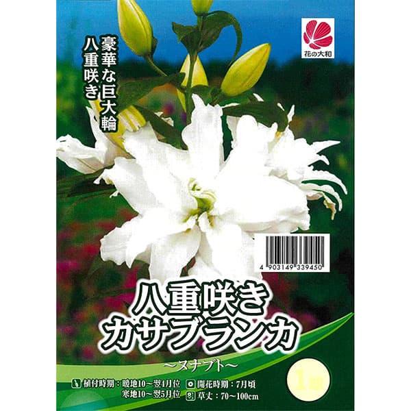 球根 26年10月中下旬予約 ユリ カサブランカ（八重咲き）ヌナブト1球入り