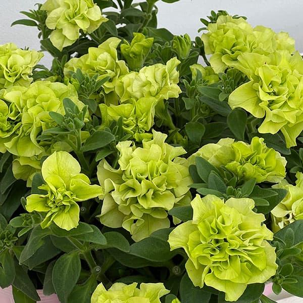 草花の苗 ペチュニア ロココ シャルトルーズ3.5号ポット