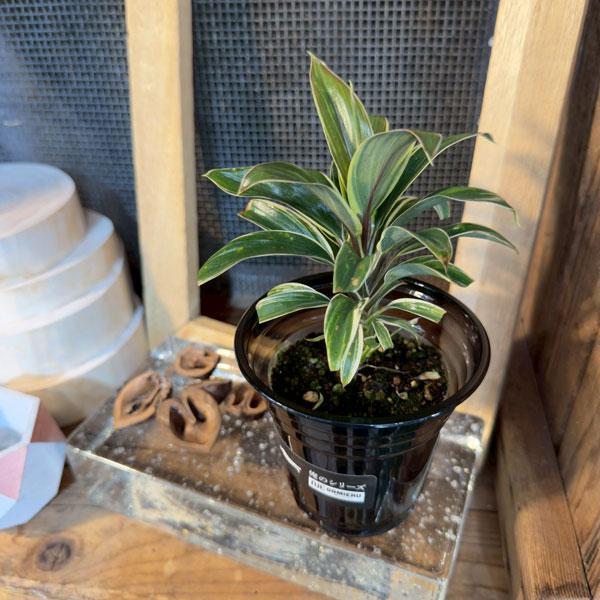 観葉植物 ドラセナ コーヒーコンパクター 3.5号鉢植え : 園芸ネット 