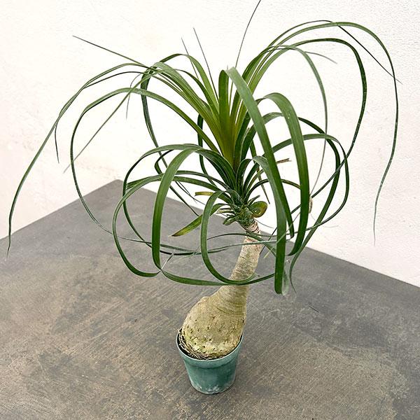 観葉植物 トックリラン（ノリナ） 3号鉢植え* : 園芸ネット - 通販