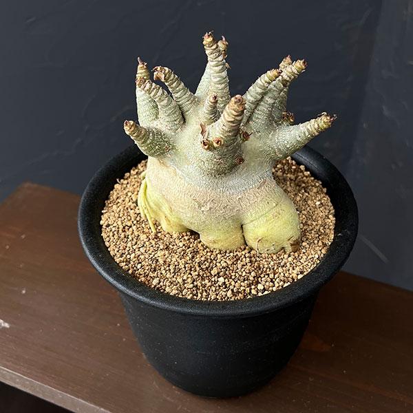 【セール】アデニウム　アラビカム　約5号鉢　No.013　鉢、送料込 観葉植物 アデニウム アラビカムスーパードワーフ 5号鉢植え26-01