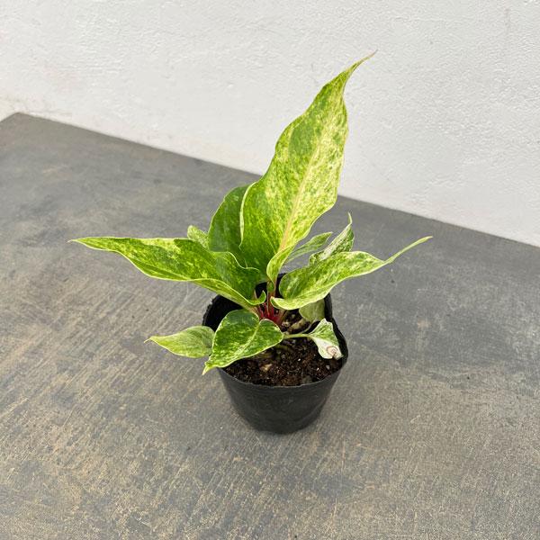 観葉植物 アンスリウム フーケリー（斑入り）3号ポット