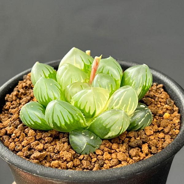 観葉植物 ハオルチア オブツーサ錦 水中月 2.5号