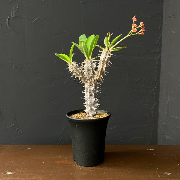 観葉植物 ユーフォルビア ホロンベンシス 3.5号鉢植え26-01 : 園芸