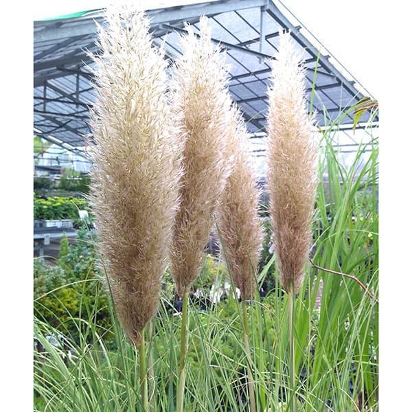 草花の苗 サマーセール パンパスグラス 早秋風（斑入り）5号ポット