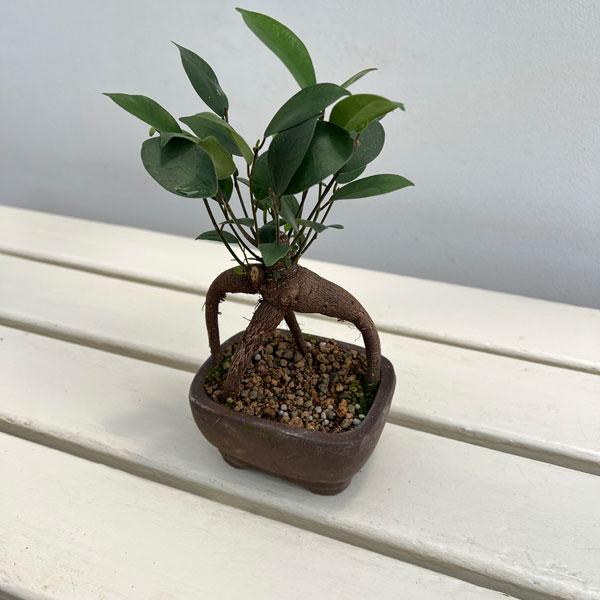 観葉植物 ガジュマル 盆栽職人が仕立てたガジュマル 3号平鉢