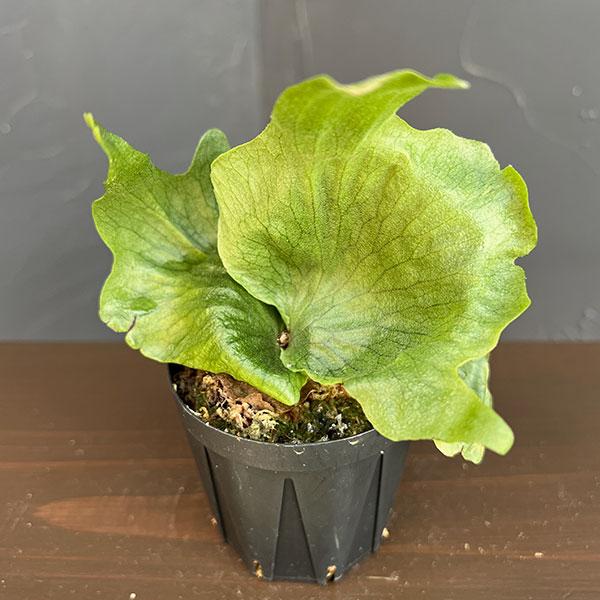 観葉植物 ビカクシダ（コウモリラン） ワンダエ ハイフィンガー（スポア） 2.5号ポット