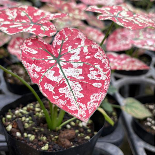 観葉植物 カラジュウム スカ−レットマリー 3.5号ポット