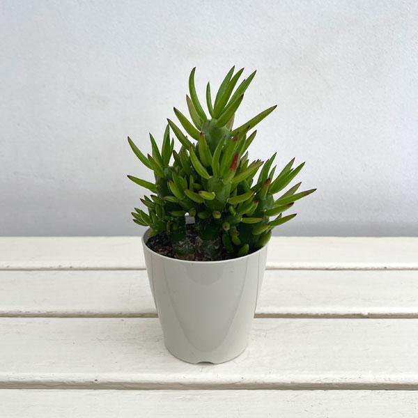観葉植物 サボテン アウストロキリンドロプンチア 3.5号ポット