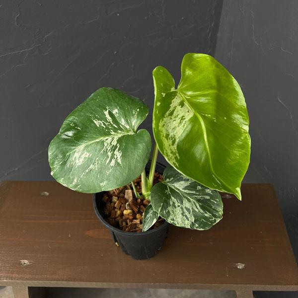 観葉植物 モンステラ デリシオーサ バルバソー 4号ポット : 園芸ネット