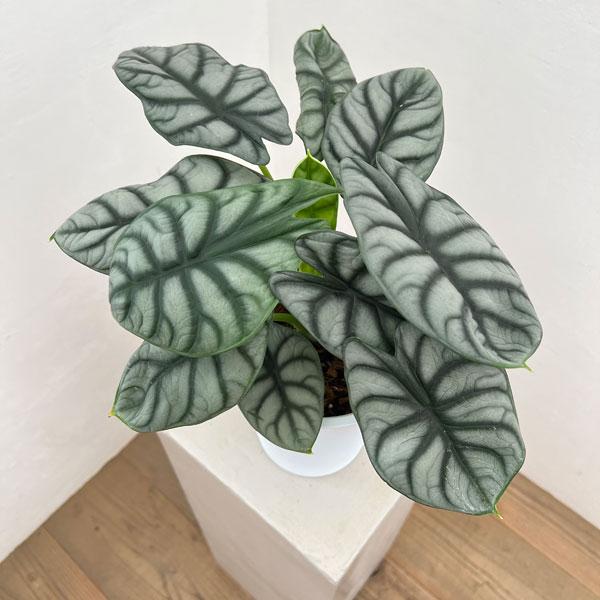 観葉植物 アロカシア シルバードラゴン 6号鉢植え
