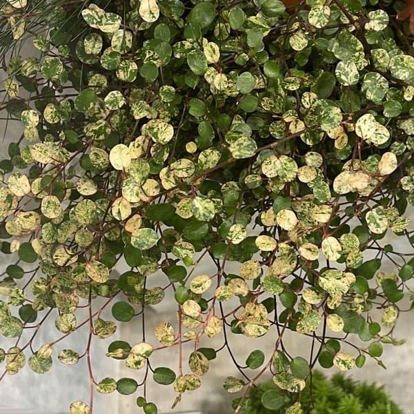 観葉植物 ワイヤープランツ カラーベッキ（斑入葉）3号ポット