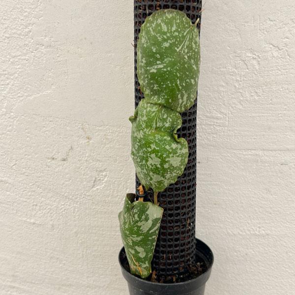 観葉植物 ホヤ インブリカータ 2号吊鉢