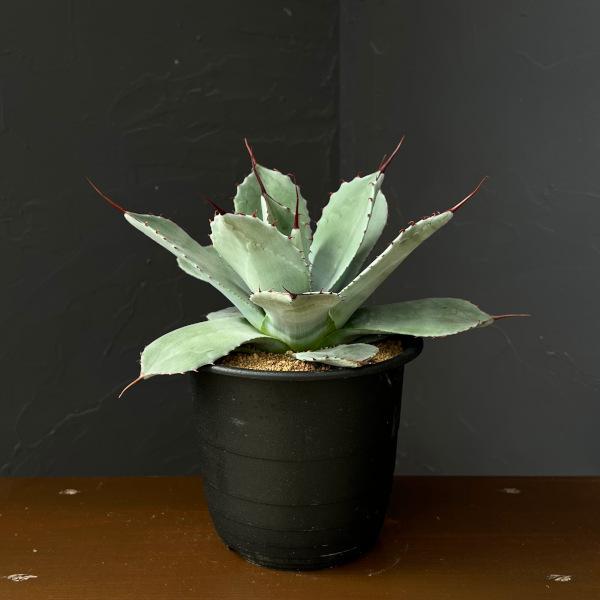 観葉植物 アガベ パリー（吉祥天） 5号鉢植え