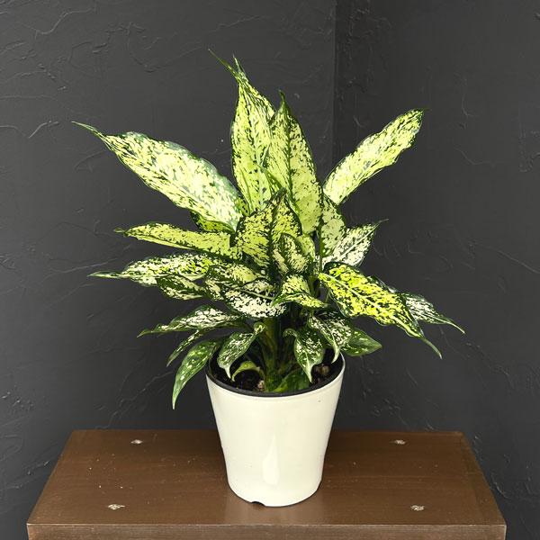 観葉植物 アグラオネマ sp（園芸品種No.1） 5号鉢植え
