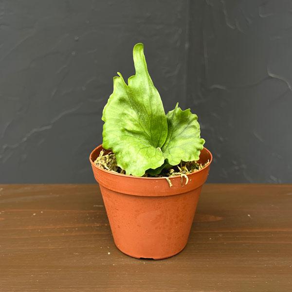 観葉植物 ビカクシダ（コウモリラン） ワンダエ ドワーフ＆カーリング