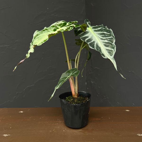 観葉植物 アロカシア ヴェノム 3号ポット