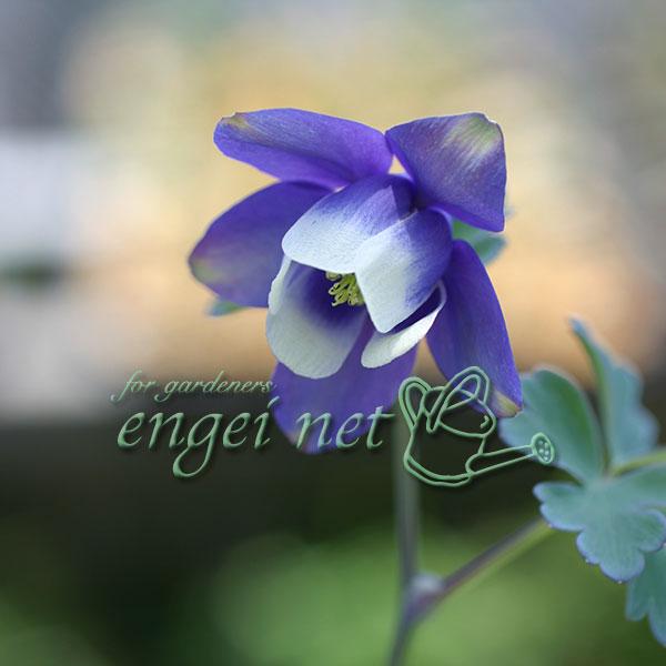 深山オダマキは中部地方以北の高山帯に生育する品種。青紫色の落ち着いた色あいは、和風の庭園によく似合います。適度に湿り気のある土を好みます。性質は強健で手間がかかりません。※詳しい商品説明は下のほうに記載があります