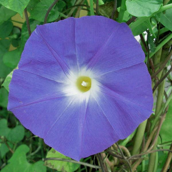 アサガオ イポメア 西洋朝顔ヘブンリーブルー6号鉢植え 園芸ネット 通販 Yahoo ショッピング