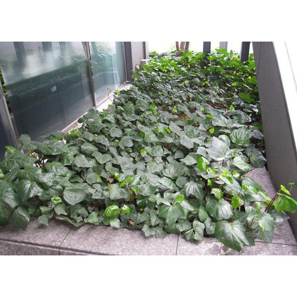 草花の苗/ヘデラ カナリエンシス(オカメヅタ):緑葉3〜3.5号2株セット /【Buyee】 草花の苗/ヘデラ カナリエンシス(オカメヅタ):緑葉3〜3.5号2株セット /【Buyee】