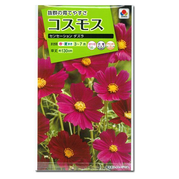 有効期限21年10月 コスモス センセーション ダズラ タキイ 花タネ 園芸ネット 通販 Yahoo ショッピング
